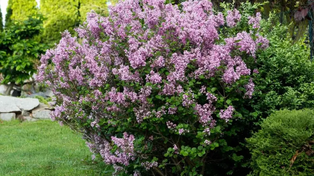 Haben Sie diesen Strauch im Garten? Diese Winter-Regel sorgt für spektakuläre Blütenpracht